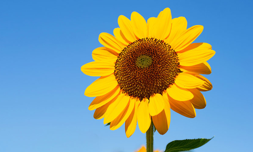 Single sunflower with one visible leaf with a blue sky as a background.